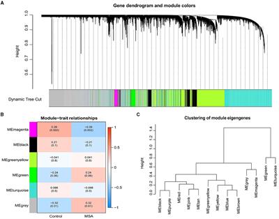 Detecting ferroptosis and immune infiltration profiles in multiple system atrophy using postmortem brain tissue